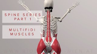 Spine Series Part 1 Multifidi Muscles 3D Animation [upl. by Persson]