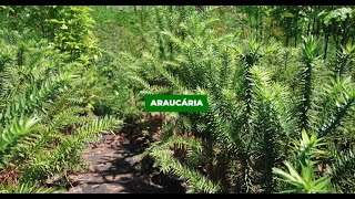 Araucária Araucaria angustifolia [upl. by Kally]