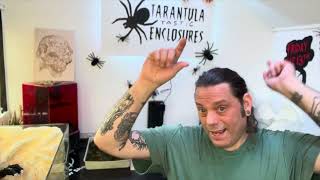 Few tarantulas rehoused [upl. by Salvidor]