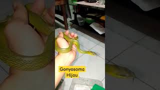 Ular hijau gonyosoma [upl. by Aleakam]