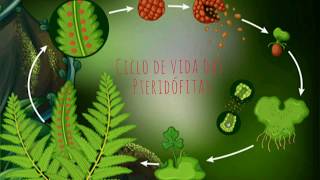 CICLO DE VIDA DAS PTERIDÓFITAS  Plantas Vasculares sem Semente [upl. by Innig]