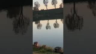 fishing carpfishing carp perte fish angling neiperte fishinglife lake catfish [upl. by Strait]