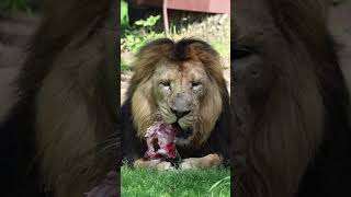 Zoo Planckendael Asiatic lionAziatische leeuw  July 11 2024 Short [upl. by Eatnod]