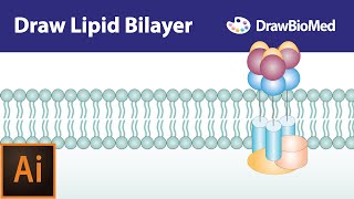 Draw Cell Membrane in Adobe Illustrator  Draw Lipid Bilayer in Adobe IllustratorGraphical Abstract [upl. by Harper]