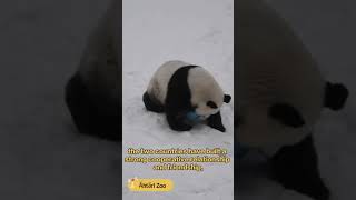 【Pandas World Travel】Pandas In Finland Are Heading Back To China Early This Year  iPanda [upl. by Woehick]