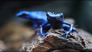 Poison Dart Frogs in 4K  Dendrobates Tinctorius Azureus [upl. by Annayat]