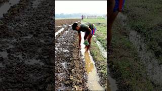 Planting Tomato Seedling shorts [upl. by Svensen]