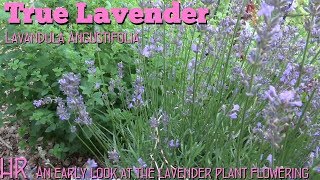 ⟹ TRUE LAVENDER  Lavandula angustifolia  plants are flowering [upl. by Trevor]