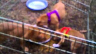 Dogue de Bordeaux Cross French Mastiff puppies 9 weeks [upl. by Yeuh]