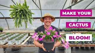 How to Make Your Christmas Cactus Bloom 🌵Care and Propagation Tips [upl. by Adnohsor]