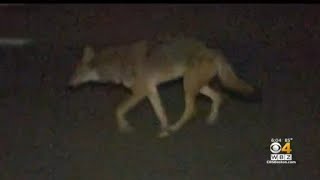 Pet owners warned after coyote attacks in Massachusetts [upl. by Sorenson]