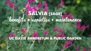 They LOOK and SMELL GREAT Salvia sage Benefits Varieties amp Maintenance [upl. by Rhodie302]