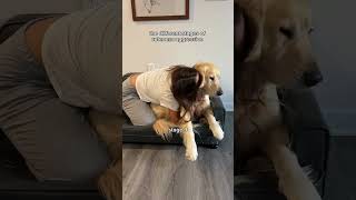 Stage 4 has a 0 recovery rate dogshorts goldenretriever puppy dogs puppies funnyvideos [upl. by Allsun]