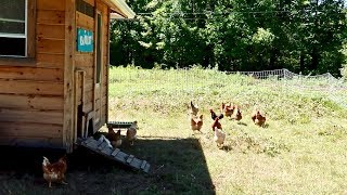 We came Home to Hawks wanting our Chickens [upl. by Naomi]