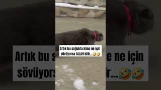 Kime sövdüruyorsunuz🤣 sessizyazar kedi cat keşfet öneçıkar shorst soğuk dünya turkey pazar [upl. by Oiramed]