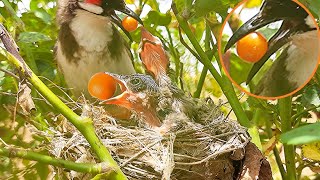 Bulbul Feeds Whole PULPY ORANGEs to babies  red Whiskered bulbul bird nest  Bird Nest [upl. by Htehpaj]