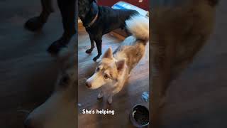 Lets call her together dogs funny husky siberianhusky cute helping [upl. by Lednar]