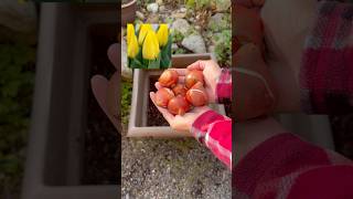 Flower Bulb Lasagna Fall 2024 flowerbulbs containergardening gardentips flowers [upl. by Schechter]