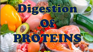 Digestion of Proteins [upl. by Lowney691]