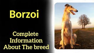 Borzoi Pros and Cons Price How to choose Facts Care History [upl. by Elamaj]