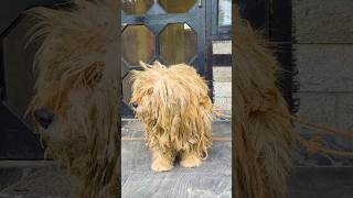 A Severely Matted Dog transformed dogrescue [upl. by Abihsot]