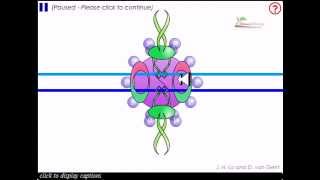 Non homologous end joining [upl. by Helbonia26]