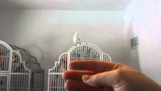 Goffins cockatoo yelling and screaming [upl. by Norret961]