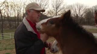 Budweiser Clydesdale Foals are born PKG [upl. by Onibla]