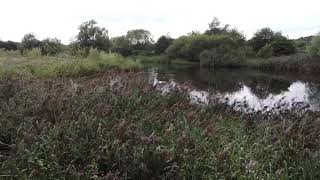 The Hidden Pond Pennington Flash [upl. by Lartnom]