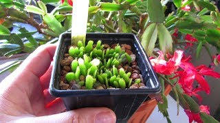 My Christmas Cactus Seedlings  Schlumbergera that I have grown from seed UPDATE [upl. by Noned]