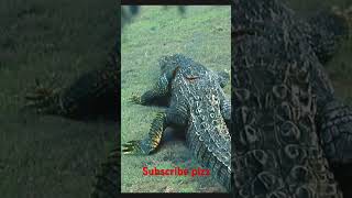 quotDangerous crocodile movie explaination in hindi quotmovieexplainedinhindi crocodile viralvideo [upl. by Spragens259]