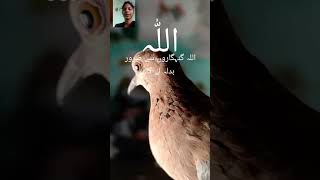 Soore hdeed YouTube short [upl. by Henning]