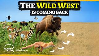 America’s ambitious plan to restore the Wild West [upl. by Wilt]