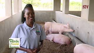 Best piggery farming practices  SEEDS OF GOLD [upl. by Mencher]