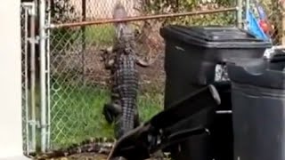 Alligator caught climbing a fence🐊 [upl. by Enidaj470]