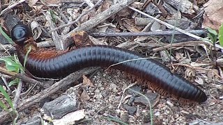 Giant African millipede Archispirostreptus gigas is eating a snack at Djuma Waterhole [upl. by Annor763]