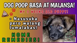 ASO MALANSA ANG DUMI  DOG POOP MALANSA  3 WEEKS PUPPY NAGTATAE MALANSA MAY UBO  DIARRHEA IN DOGS [upl. by Rocker255]