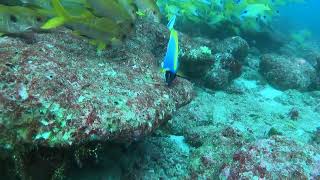 Powder Blue Surgeonfish Tang [upl. by Renaud]