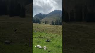 Polish Tatra Mountains Dolina Chochołowska [upl. by Levania325]