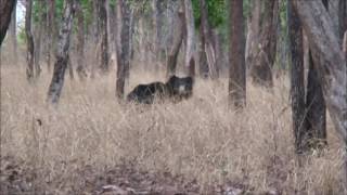 Sloth Bear at Satpura Tiger Reserve [upl. by Atnwahsal]