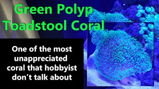 Green Polyp Toadstool Coral [upl. by Deppy]