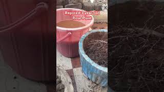 replanted my old rose plant for growth  plants plantlife nature farming shorts youtube [upl. by Guthrey]