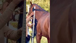 horse horsetraining horsemaster stallion equestrian horselover [upl. by Enaz823]