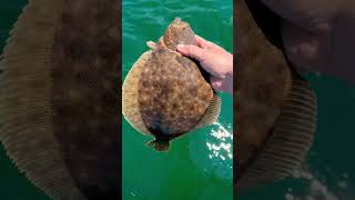 Fluke Released Flounder Fishing Improves [upl. by Ilanos]