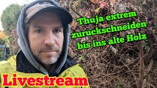 ThujaHecke extrem zurückschneiden Live [upl. by Anstice]