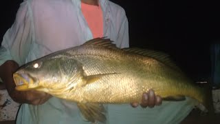 mangrove fishing Karachi  sawachi fish [upl. by Kragh]