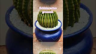 Echinocactus grusonii [upl. by Kalb]