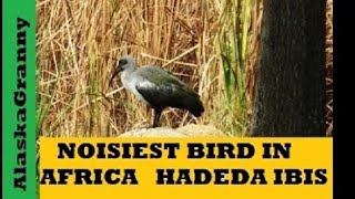 Loudest Bird In Africa Hadeda Ibis [upl. by Shien]