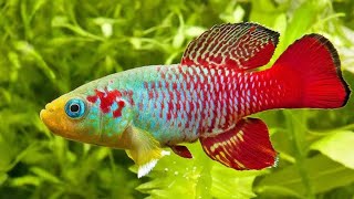 Killifish The Colorful Little Wonders [upl. by Colville]