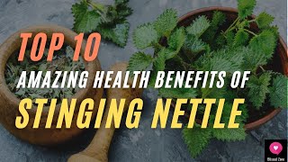 Top 10 Amazing Health Benefits Of Stinging Nettle  Blissed Zone [upl. by Eceertal289]